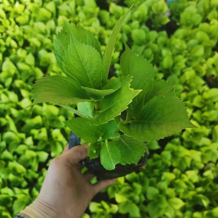 供应绣球花 基地批发绣球 欢迎咨询