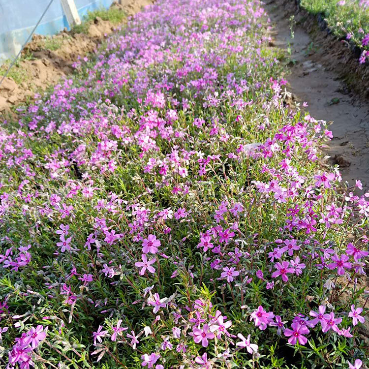 销售芝樱 芝樱报价 欢迎咨询