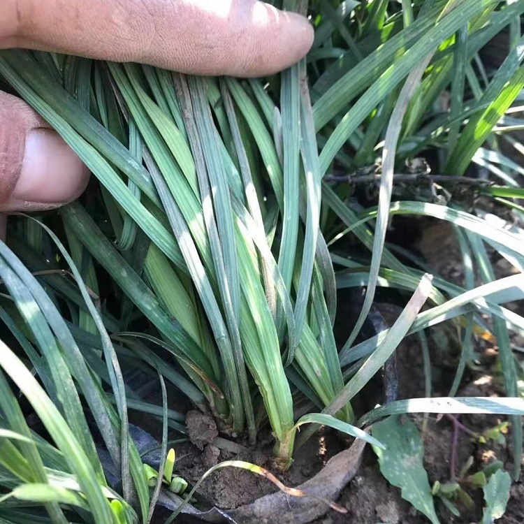 青岛麦冬草 草花种植基地 麦冬草供货商
