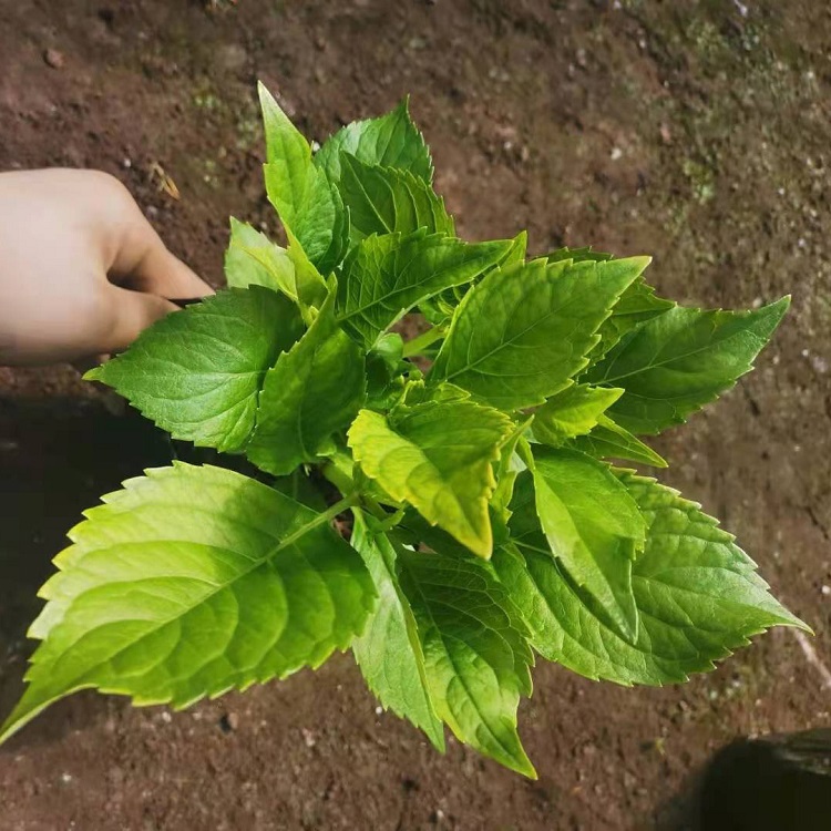 绣球花批发 出售绣球 基地直供 量大从优