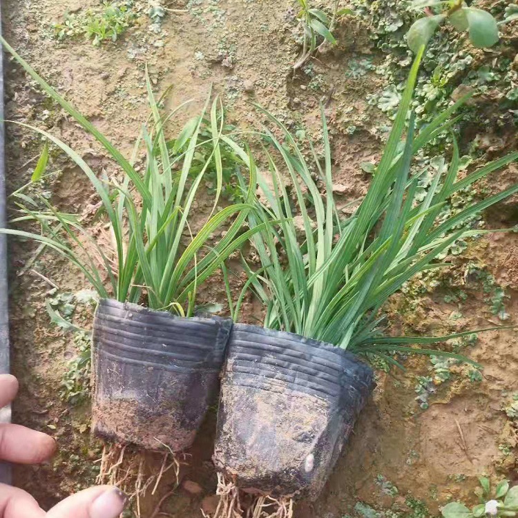 青州麦冬草苗 基地直售 麦冬草苗报价