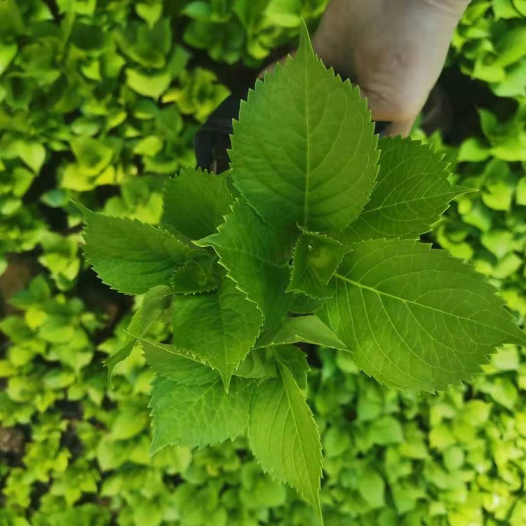 青州绣球花批发 种植基地供应多种草花苗木
