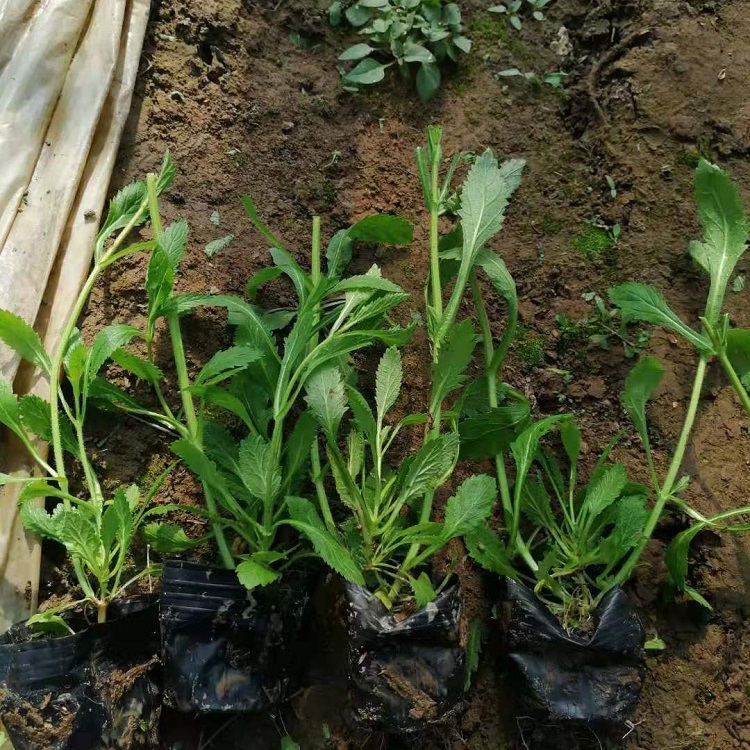 柳叶马鞭草价格 基地批发柳叶马鞭草 春季花卉