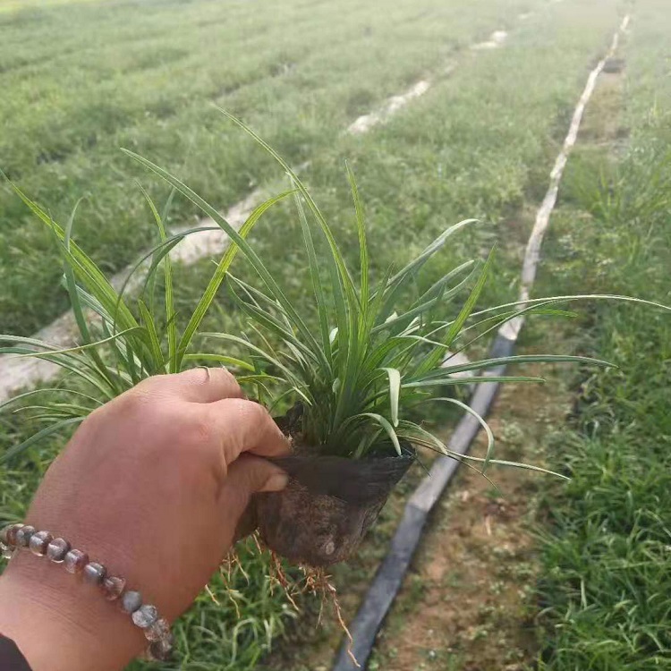 青州麦冬草苗 基地直售 麦冬草苗批发价格