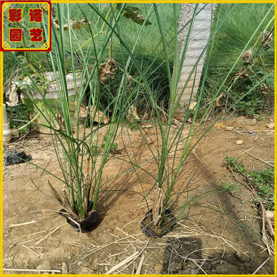 山东观赏草细叶芒小苗 细叶芒容器苗 彩诺园艺