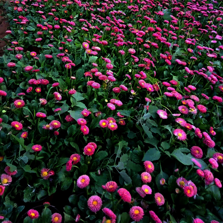 雏菊批发价格 雏菊种植基地 夏杰花卉