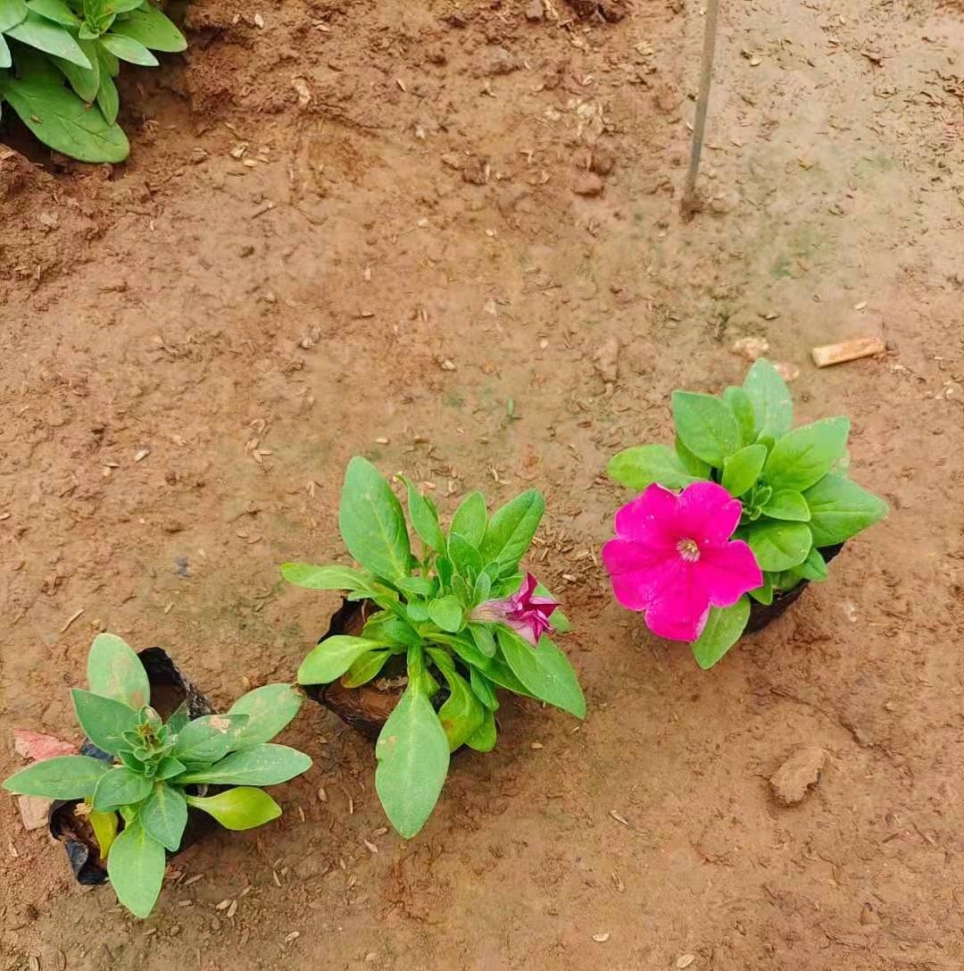 花坛花槽配置景点摆设草花五彩矮牵牛价格