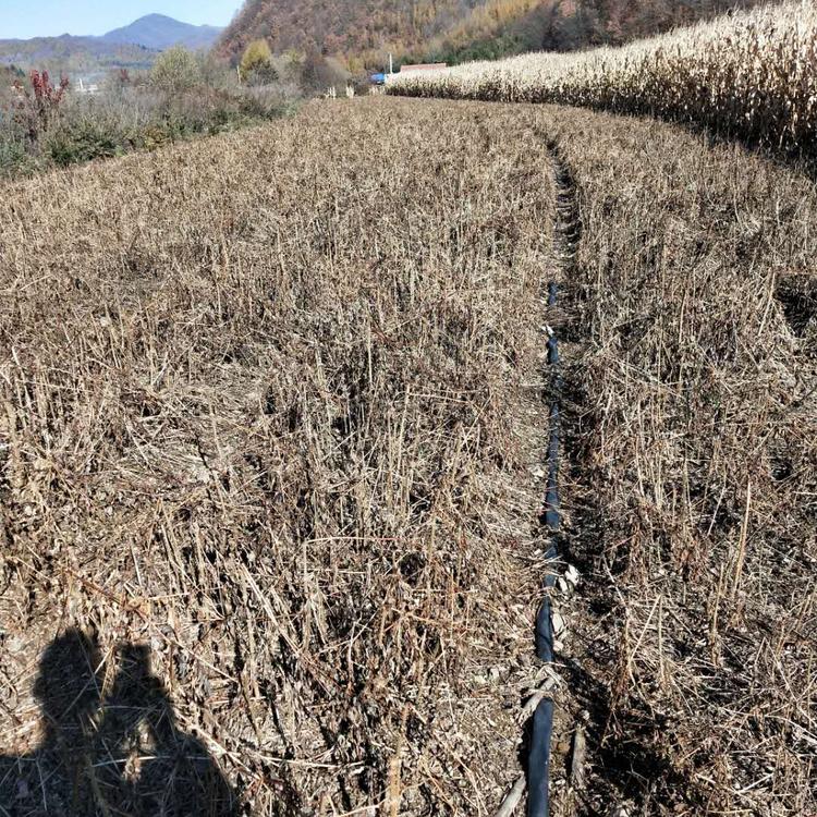 易存活的刺嫩芽苗，辽宁刺嫩芽苗价格咨询，特价供应刺嫩芽苗