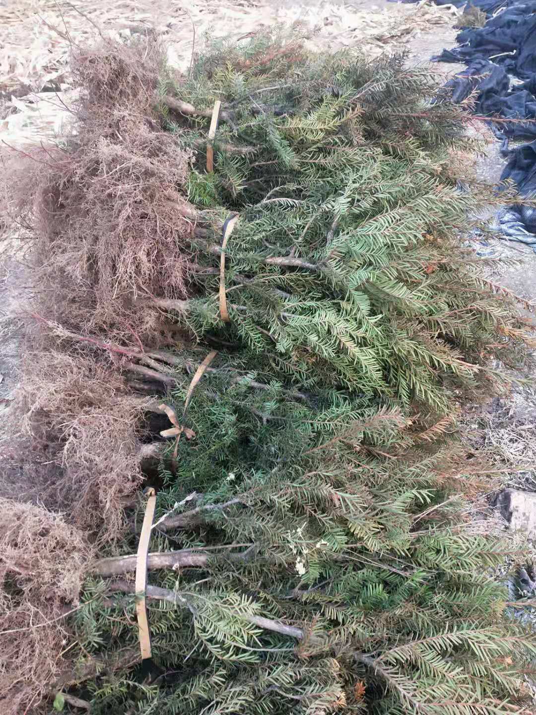 品种优良的红豆杉苗，东北红豆杉苗批发，红豆杉苗价格咨询