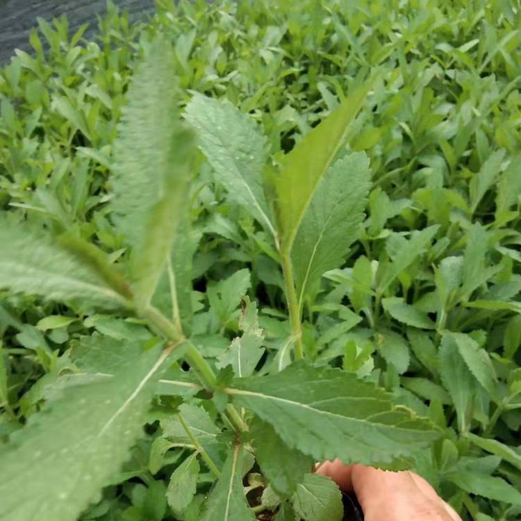 马鞭草供应 价格从优 山东马鞭草小苗