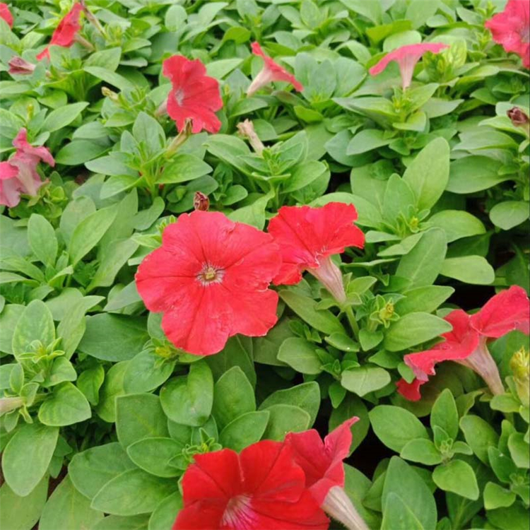 天卓花卉——花坛矮牵牛花盆栽 株苗长势好 花期较长