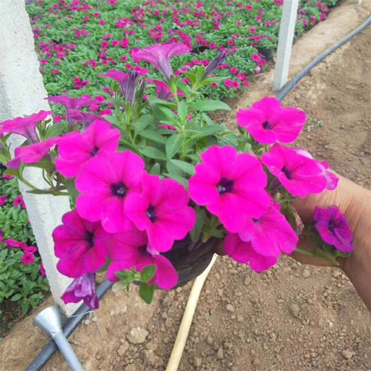 多年生草本花卉 矮牵牛 垂吊牵牛基地批发