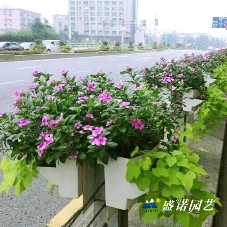 长型蓄水花盆  价格优惠  盛诺园艺马鞍花盆价格