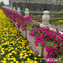 鞍式护栏花盆  价格优惠  盛诺园艺马鞍花盆报价