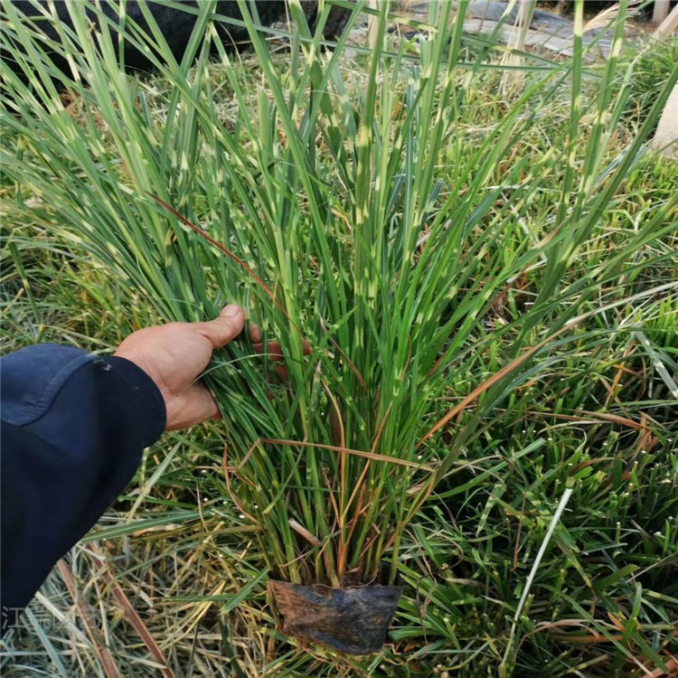 斑叶芒培育基地 山东青州斑叶芒价格 多芽斑叶芒现货供应 欢迎咨询