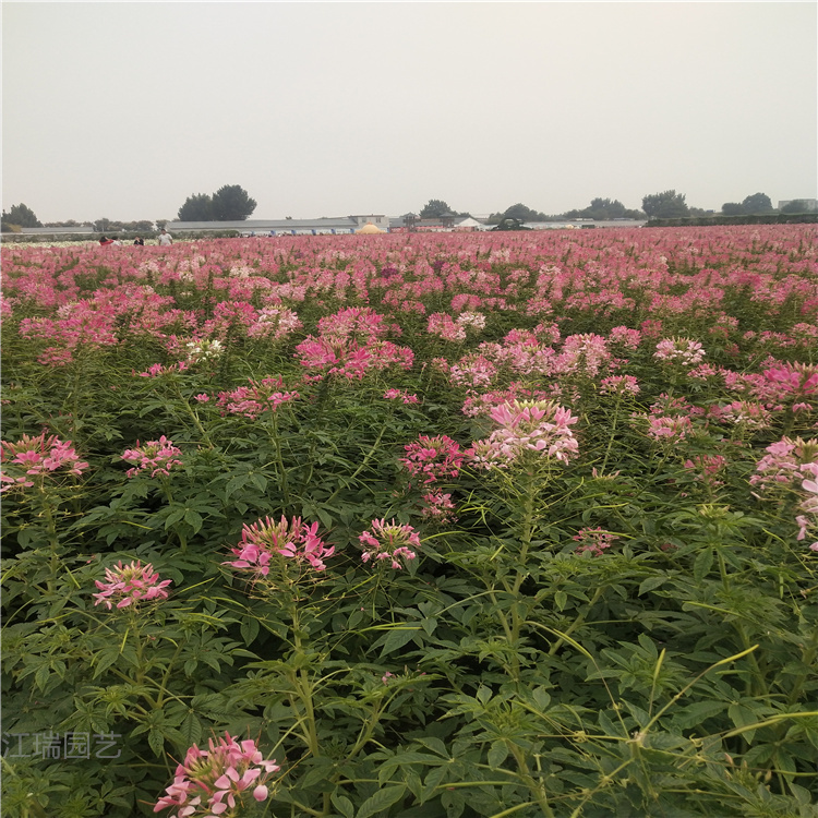 花海花卉用苗供应 花海景观 打造花海 美丽乡村花海设计 江瑞园艺