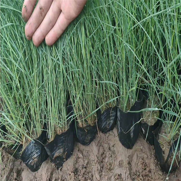江瑞细叶芒基地 细叶芒种植批发 多芽细叶芒价格 山东青州细叶芒欢迎选购