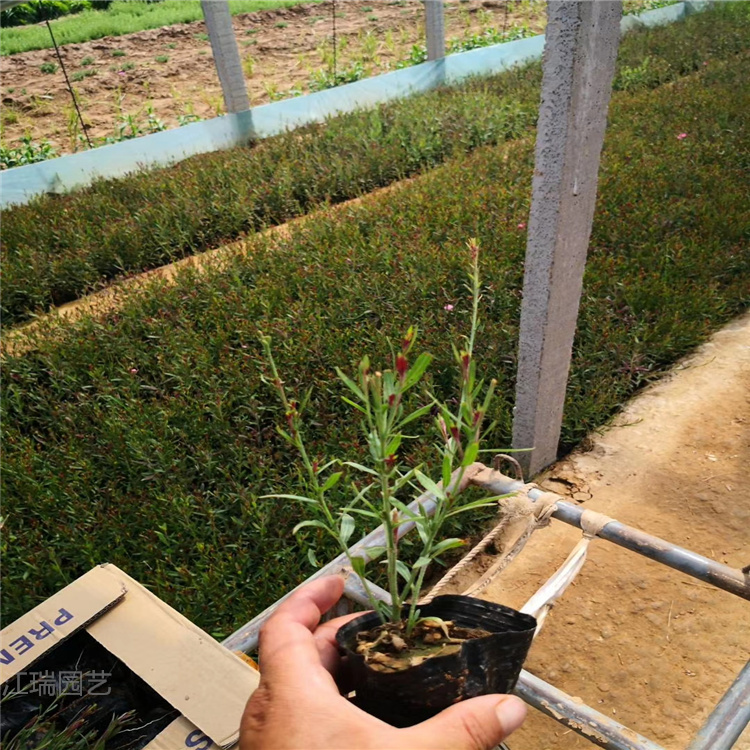 江瑞千鸟花基地 双色盆山桃草价格 千鸟花直销 山东青州山桃草大量供应