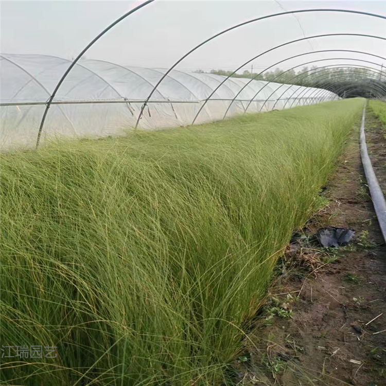 细茎针茅销售 多芽细茎针茅价格 细茎针茅培育基地 江瑞细茎针茅直供