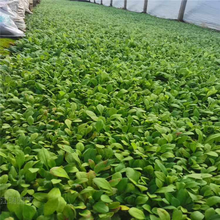 黑心菊育苗基地 山东青州黑心菊价格 黑心菊大量供应 江瑞花卉