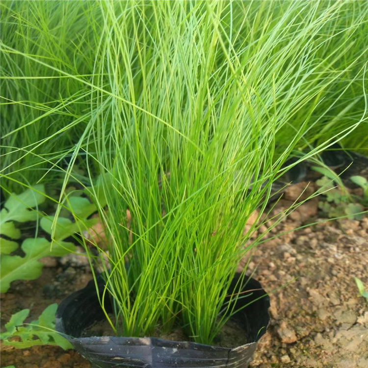细茎针芒基地 墨西哥羽毛草培育基地 细茎针茅精选厂家 江瑞园艺厂家直供 欢迎选购