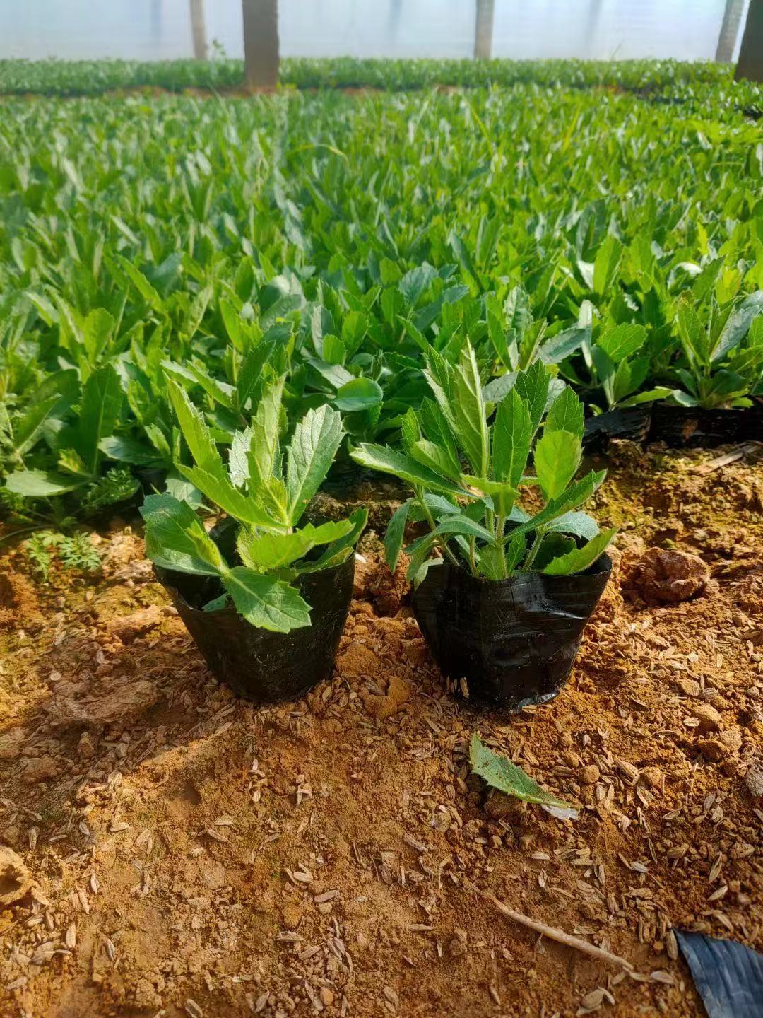 桑托斯马鞭草     价格    矮化马鞭草    青州草花基地