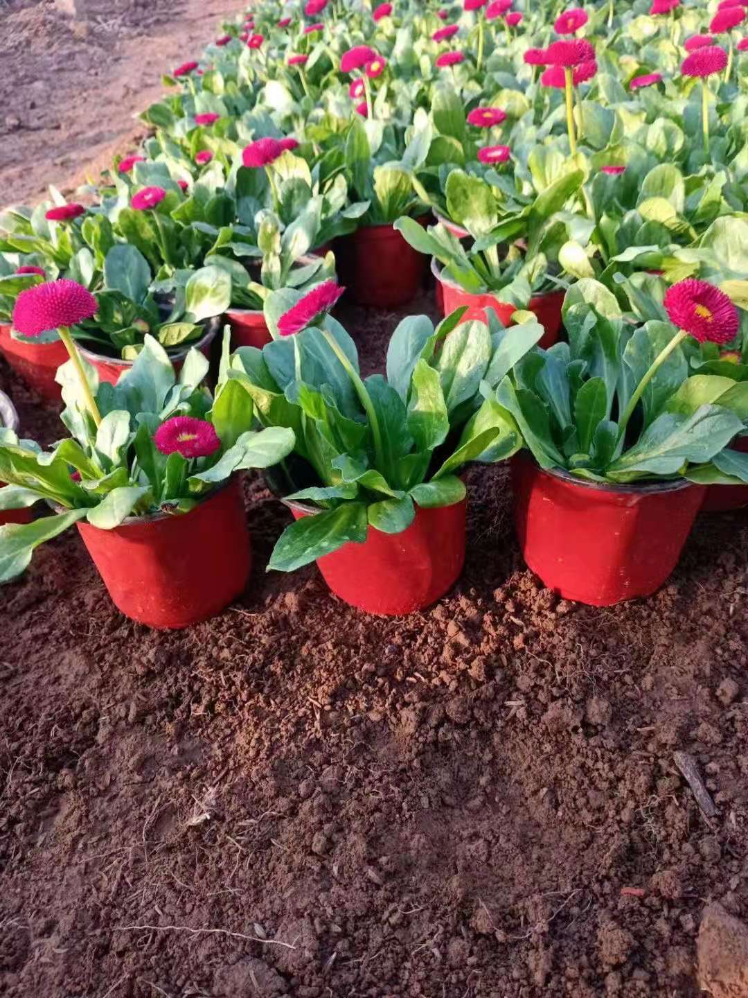 辰贺雏菊现货供应 雏菊价格