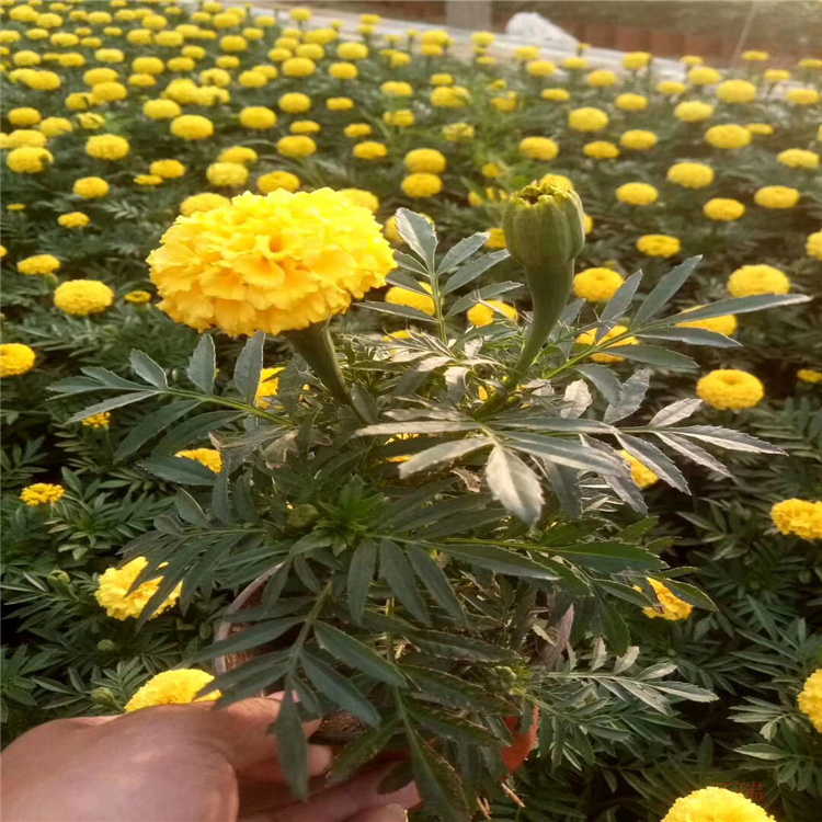 万寿菊供应 万寿菊产地报价 万寿菊大量出售 山东青州万寿菊基地