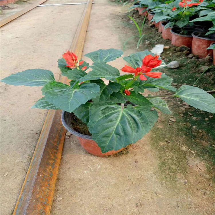 一串红培育基地 一串红批发价格 一串红大量供应 江瑞花卉