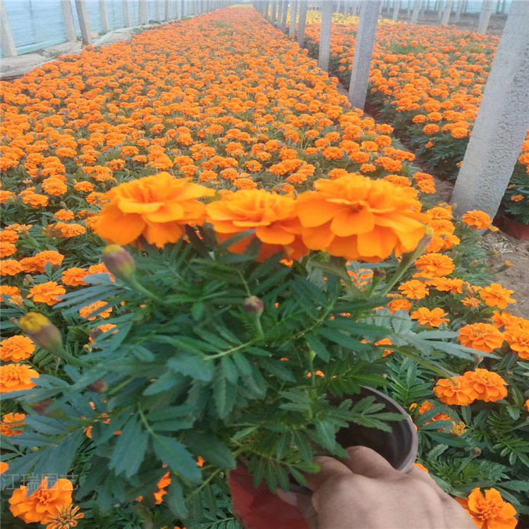 孔雀草种植基地 孔雀草批发价格 孔雀草厂家直销 山东青州孔雀草现货供应