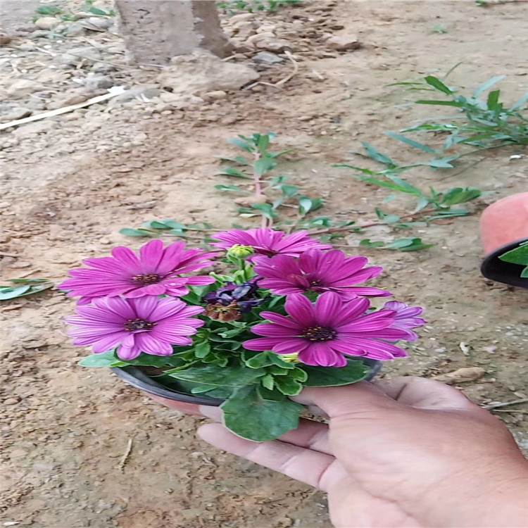 山东青州南非万寿菊基地 南非万寿菊批售 大量供应南非万寿菊