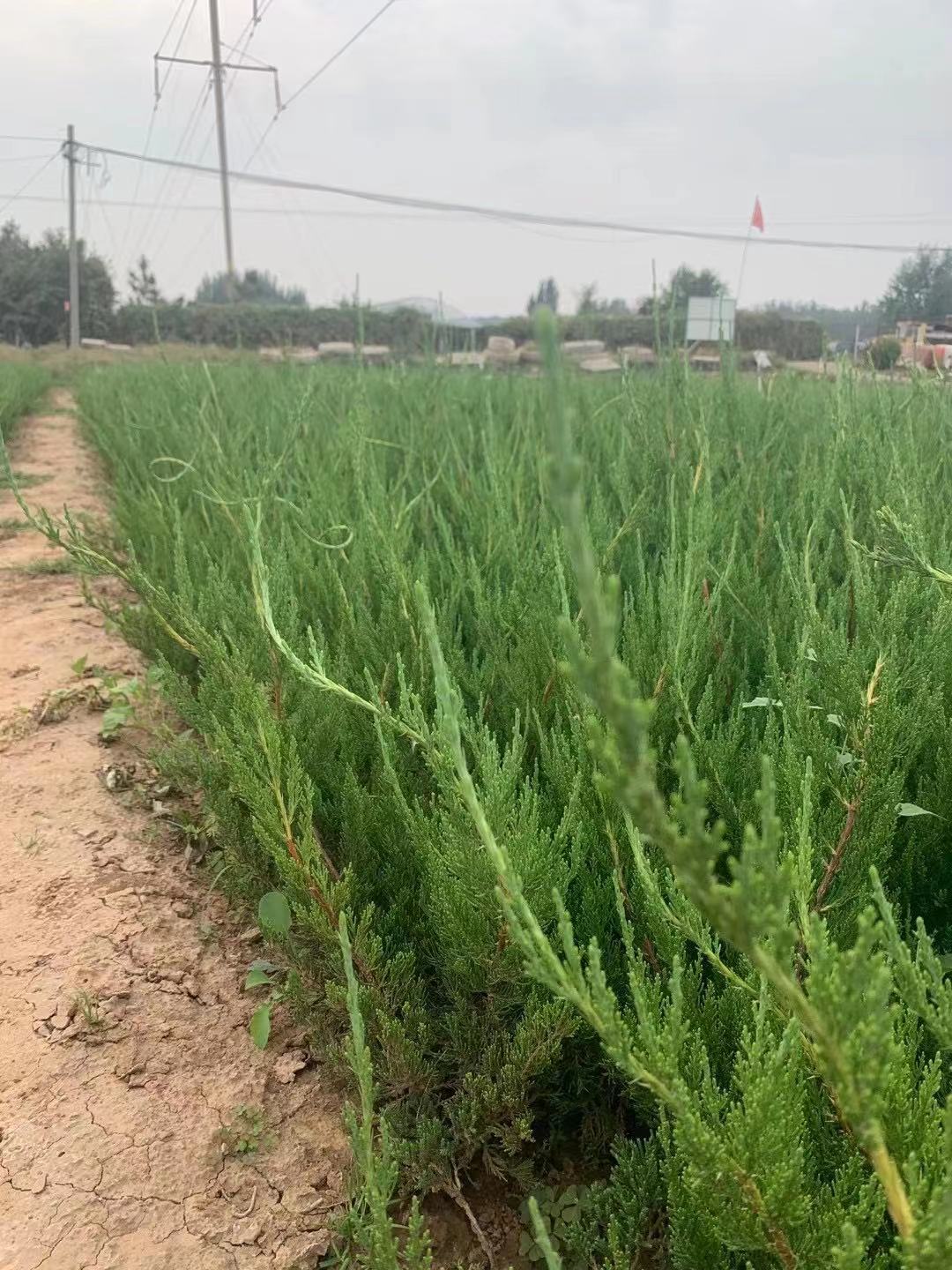 铺地柏价格    龙柏基地   沙地柏批发     直供各规格龙柏铺地柏沙地柏