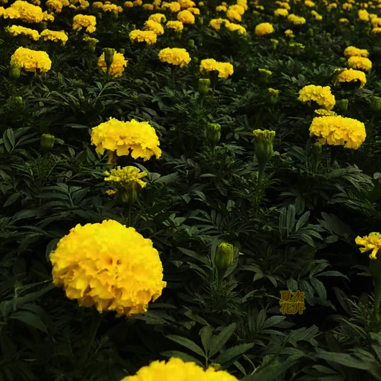 青州万寿菊 万寿菊小苗 万寿菊种子  