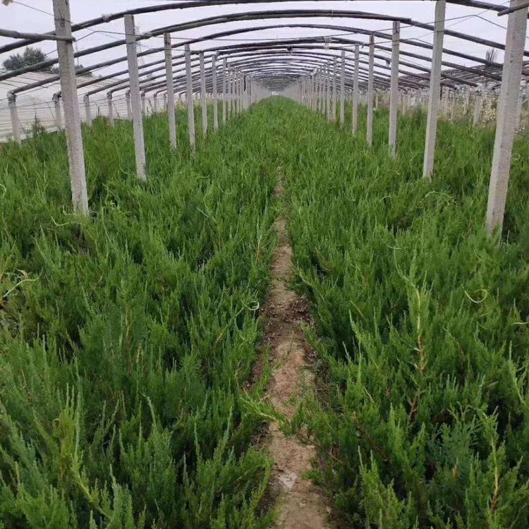 灌丛小龙柏种植基地 山东小龙柏苗木批发 宸涵花卉