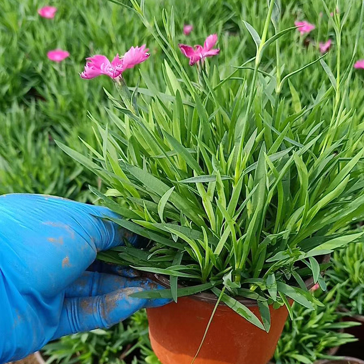 盆栽欧石竹 欧石竹大量供应 欢迎订购花海用欧石竹