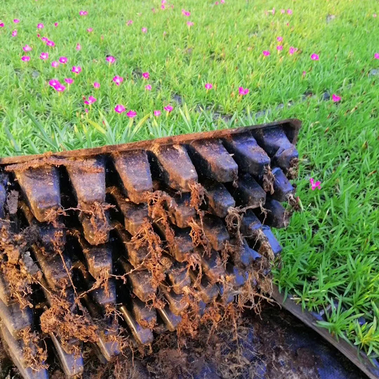 基地供应欧石竹穴盘苗 报价合理 慧帆供应