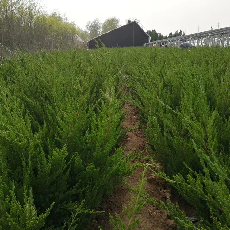 慧帆 批发绿化小龙柏 耐寒小龙柏种植基地