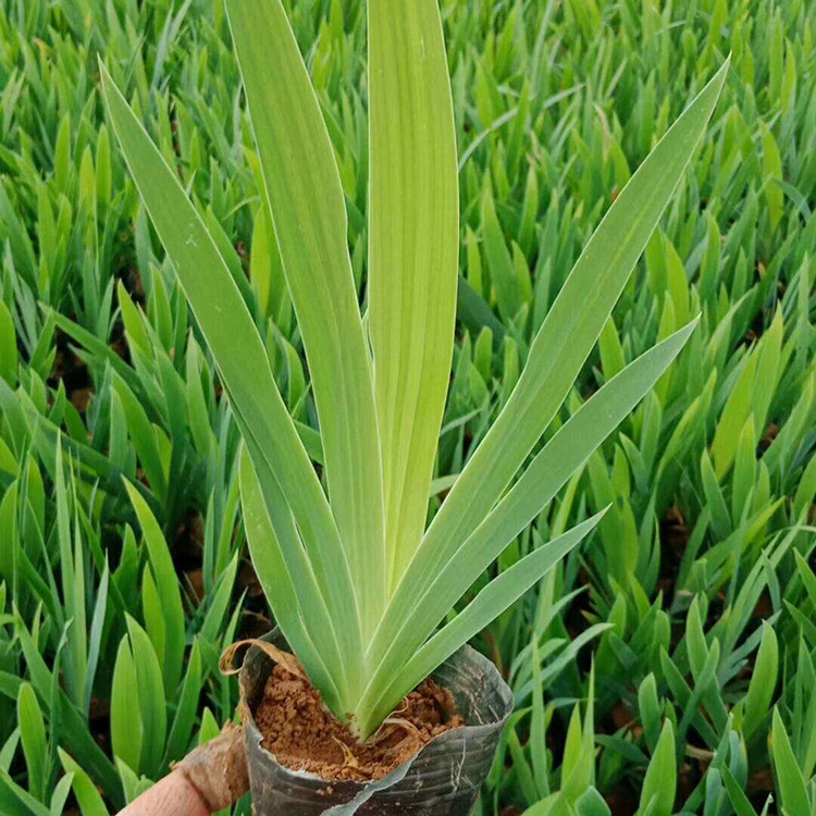 慧帆花卉供应鸢尾杯苗 量大优惠