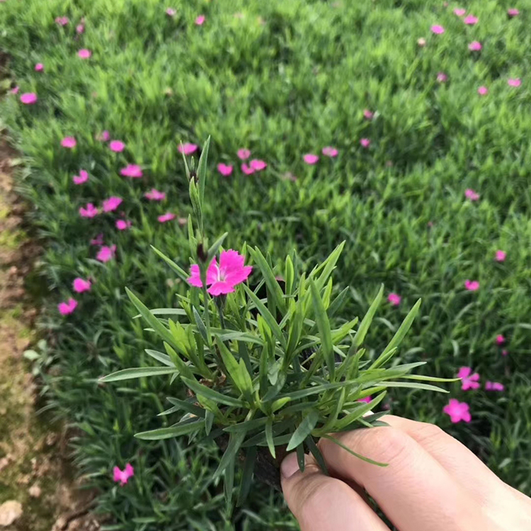 欧石竹杯苗 上盆欧石竹价格 慧帆花卉欧石竹