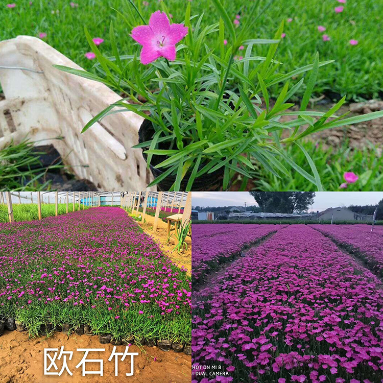 慧帆 双色盆欧石竹 有花苞 欧石竹种植基地