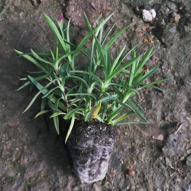 欧石竹 基地供应 适宜观赏 价格优惠