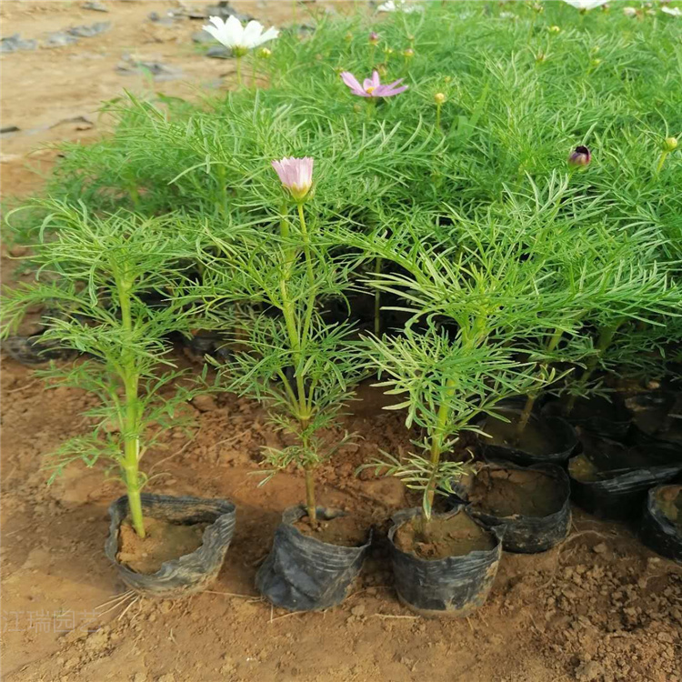 波斯菊批发 山东青州波斯菊价格 波斯菊行情 波斯菊现货供应 欢迎选购