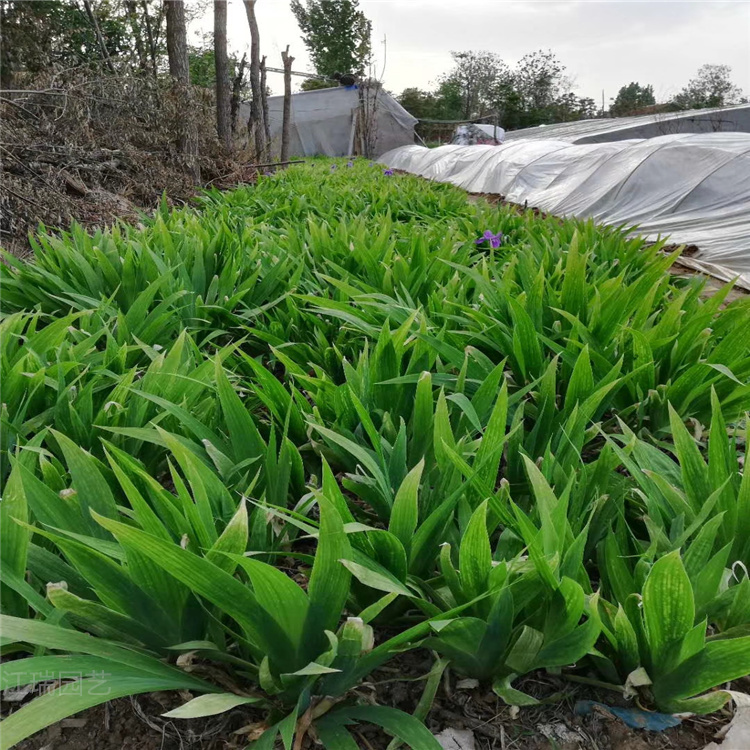 老鸢尾种植基地 山东鸢尾价格 老鸢尾现货供应 江瑞园艺鸢尾苗直供
