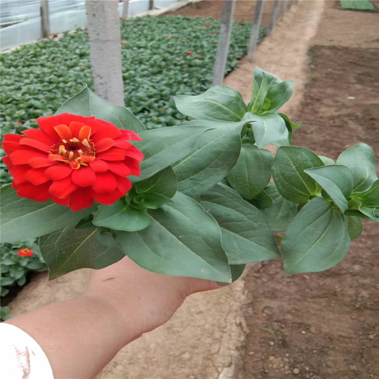 步步高批发 步步高种植基地 百日菊报价 百日菊现货供应 江瑞花卉