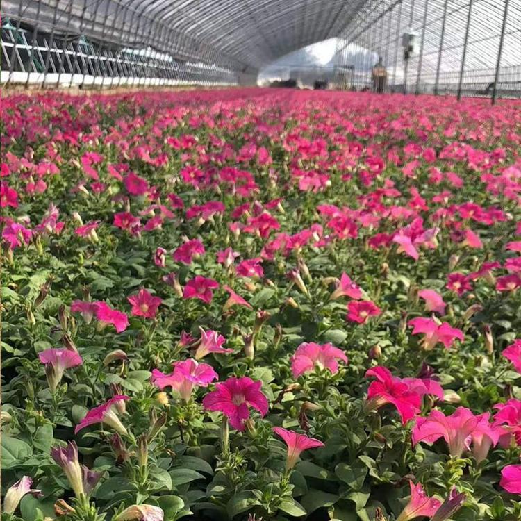  路政公园摆花牵牛苗 垂吊牵牛报价 花海用绿化工程用苗
