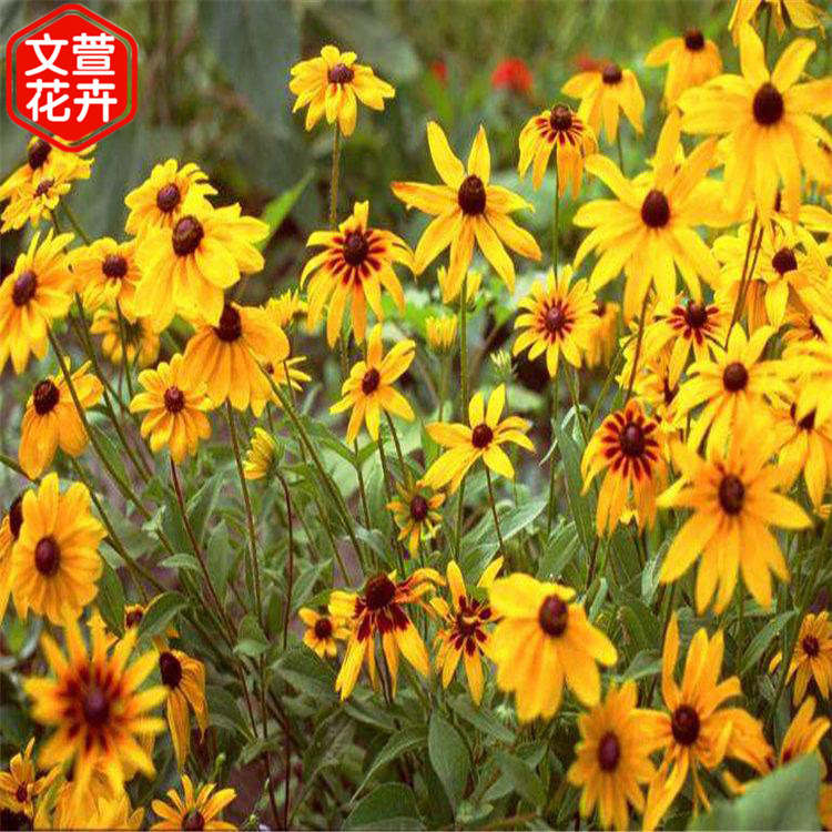 选购找文萱 开花草花 草花价格