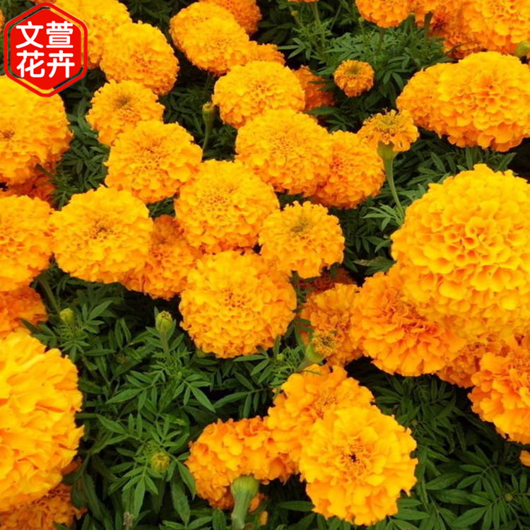 大量批发 宿根草花 草花供应商