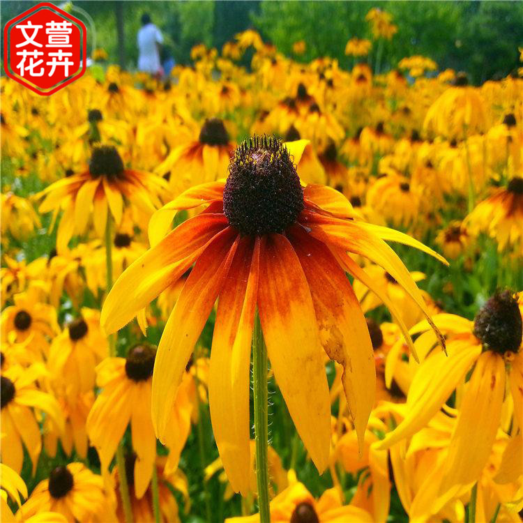 山东草花种植基地 基地供应 宿根草花