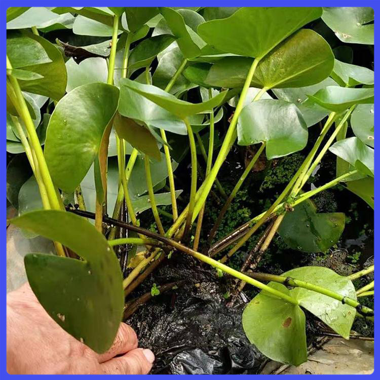 睡莲培育基地 大量批发 山东水生植物