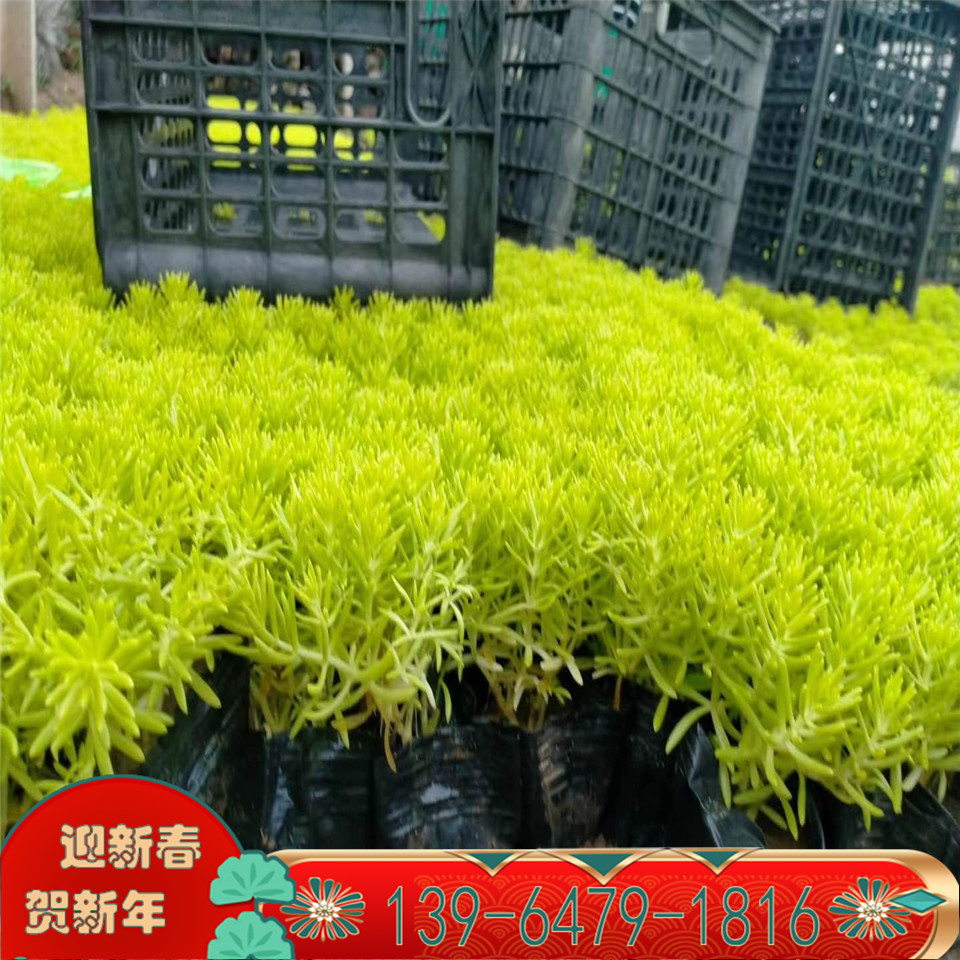 屋顶绿化佛甲草容器苗 景观植物 绿化常用植物佛金叶甲草小苗
